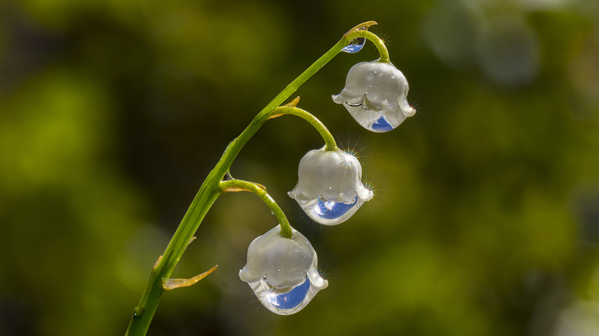 1st. - Richard Green